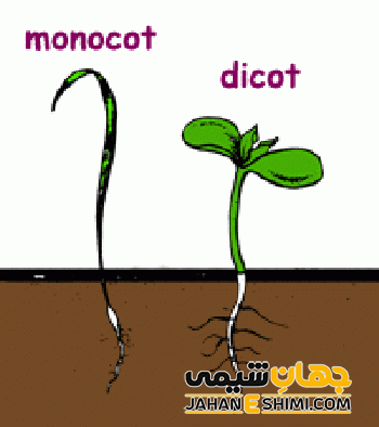 گیاهان تک پایه و گیاهان دوپایه