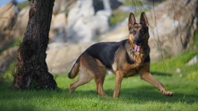 سگ نژاد ژرمن شپرد چه ویژگی هایی دارد؟ قیمت و خرید