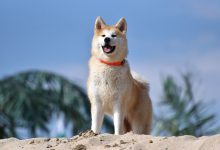 سگ نژاد آکیتا چه ویژگی هایی دارد؟ قیمت و خرید