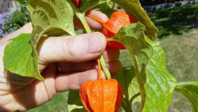گیاه عروسک پشت پرده (Physalisalkengi L) و خواص دارویی بی نظیر