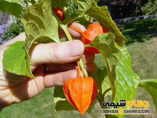 گیاه عروسک پشت پرده (Physalisalkengi L) و خواص دارویی بی نظیر