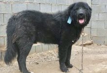 سگ نژاد قهدریجانی چه ویژگی هایی دارد؟ قیمت و خرید