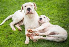 مشخصات سگ نژاد داگو آرژانتینو چیست؟ قیمت و خرید