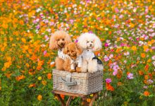 سگ نژاد پودل چه ویژگی هایی دارد؟ قیمت و خرید