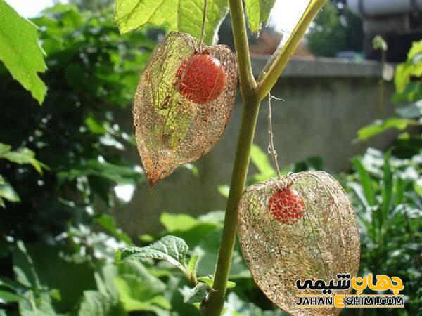 گیاه شناسی گیاه عروسک پشت پرده