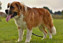 سگ نژاد آلابای چه ویژگی هایی دارد؟ قیمت و خرید