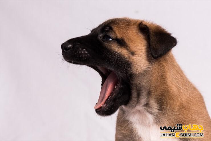 سگ نژاد مالینویز چه ویژگی هایی دارد؟ قیمت و خرید