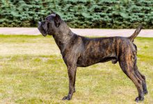 معرفی سگ نژاد کن کورسو (کان کورسو یا کانه کورسو)- قیمت و خرید