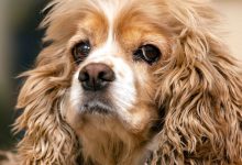 سگ نژاد کوکر اسپانیل چه ویژگی هایی دارد؟ قیمت و خرید