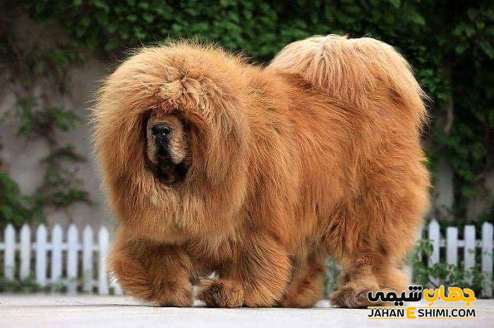 خرید و قیمت سگ نژاد ماستیف تبتی