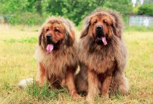 سگ نژاد ماستیف تبتی چه ویژگی هایی دارد؟ قیمت و خرید