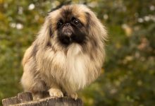 سگ نژاد پیکینز چه ویژگی هایی دارد؟ قیمت و خرید