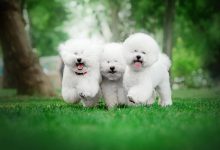 سگ نژاد بیچون فرایز چه ویژگی هایی دارد؟ قیمت و خرید