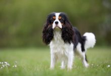 معرفی سگ نژاد کاوالیر کینگ چارلز اسپانیل- قیمت و خرید