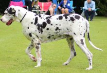 سگ نژاد گریت دین چه ویژگی هایی دارد؟ قیمت و خرید