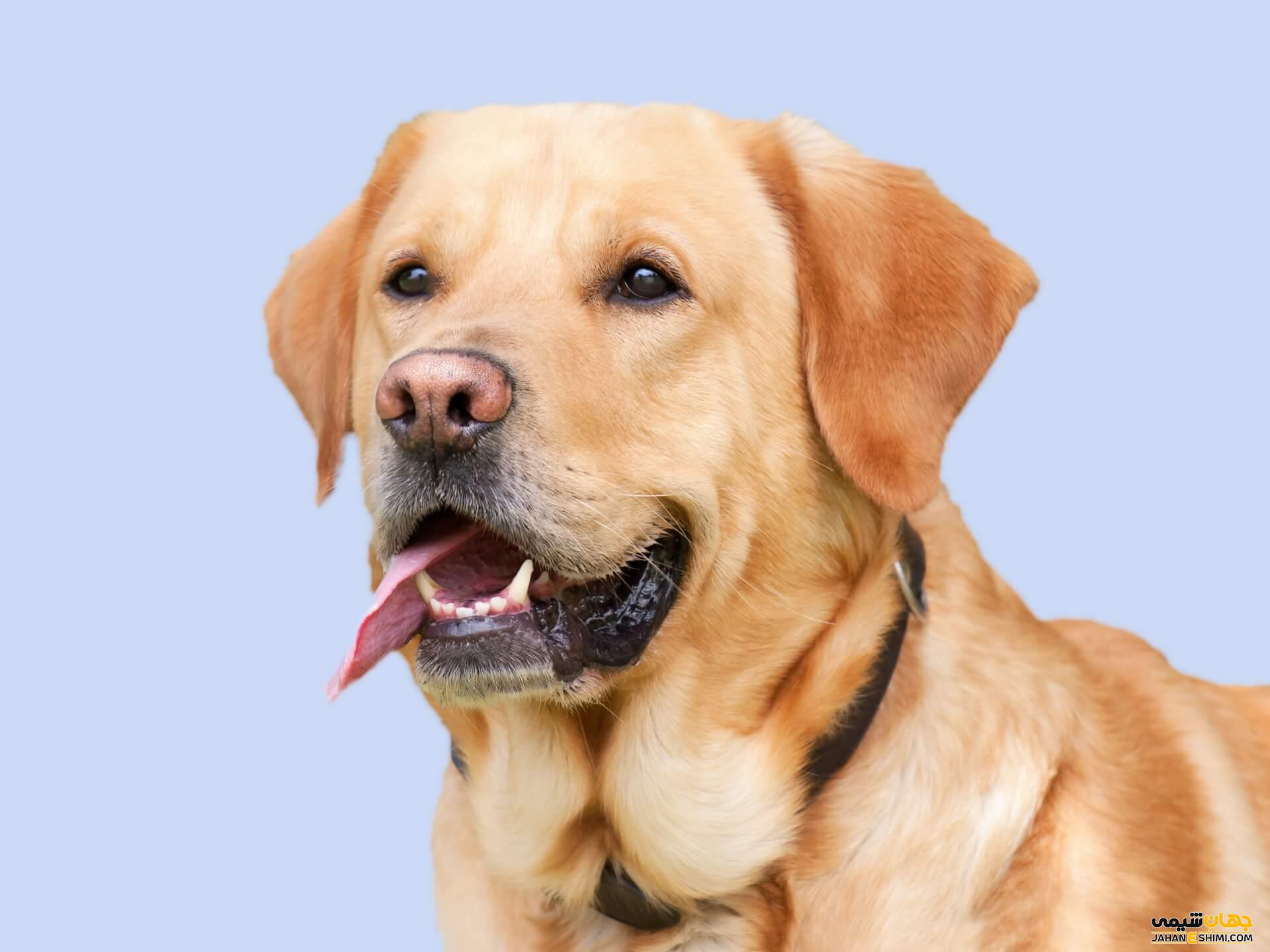 سگ نژاد لابرادور رتریور چه خصوصیاتی دارد؟ قیمت و خرید