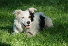 سگ نژاد بردر کولی (بوردر کولی) چه خصوصیاتی دارد؟ قیمت و خرید