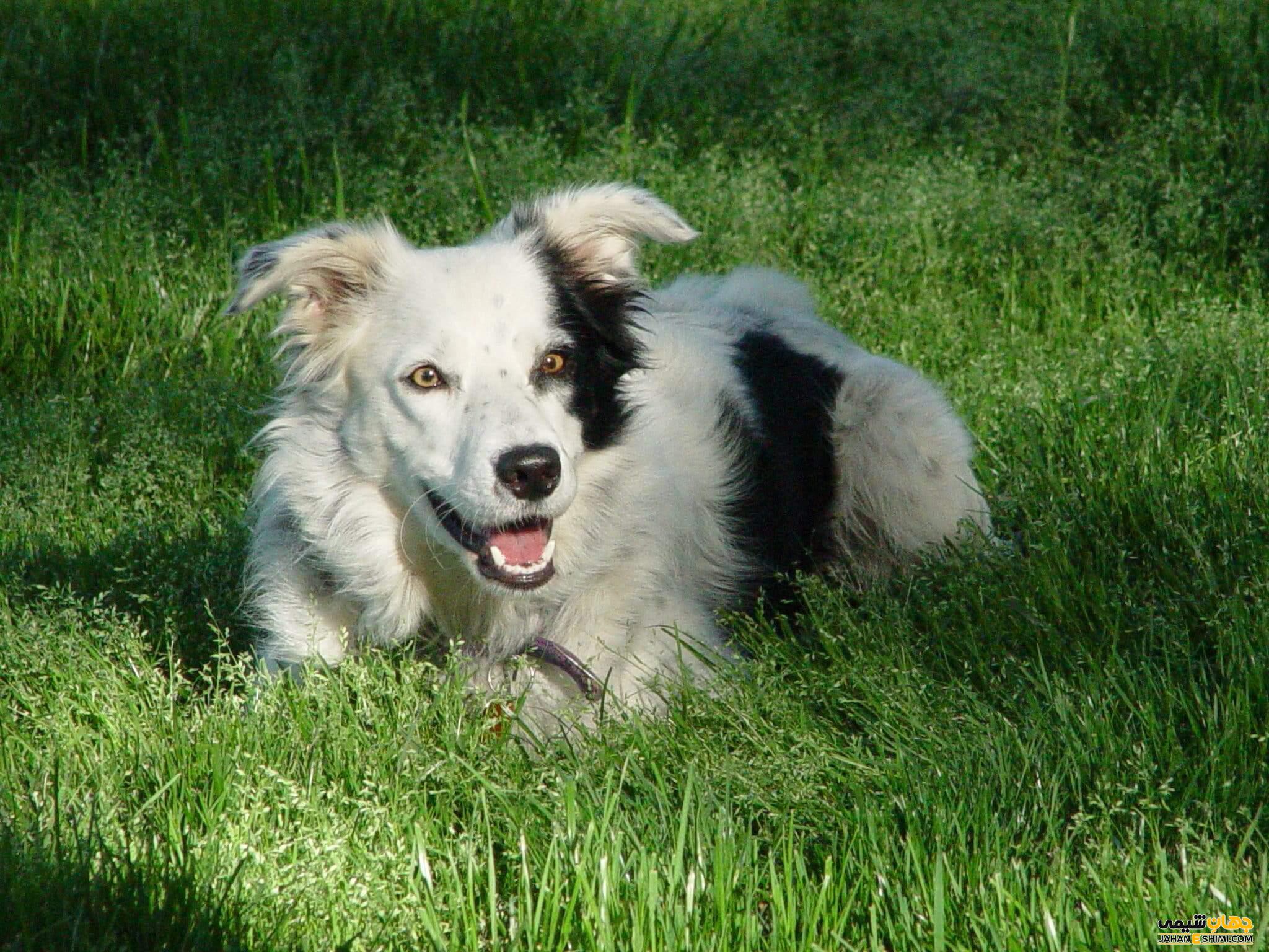 سگ نژاد بردر کولی (بوردر کولی) چه خصوصیاتی دارد؟ قیمت و خرید