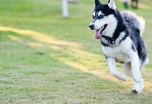 معرفی سگ نژاد آلاسکن مالاموت (هاسکی یا آلاسکایی یا قطبی یا سورتمه)