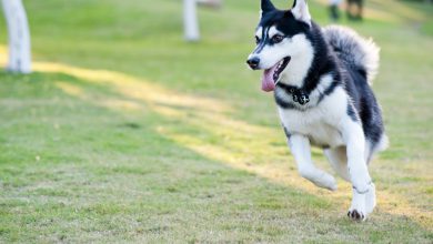 معرفی سگ نژاد آلاسکن مالاموت (هاسکی یا آلاسکایی یا قطبی یا سورتمه)
