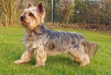 سگ نژاد یورکشایر تریر چه ویژگی هایی دارد؟ قیمت و خرید
