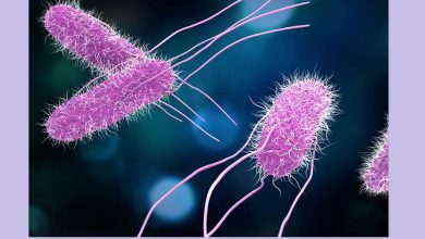 علایم عفونت سالمونلا چیست و روش های تشخیص و درمان آن کدام است