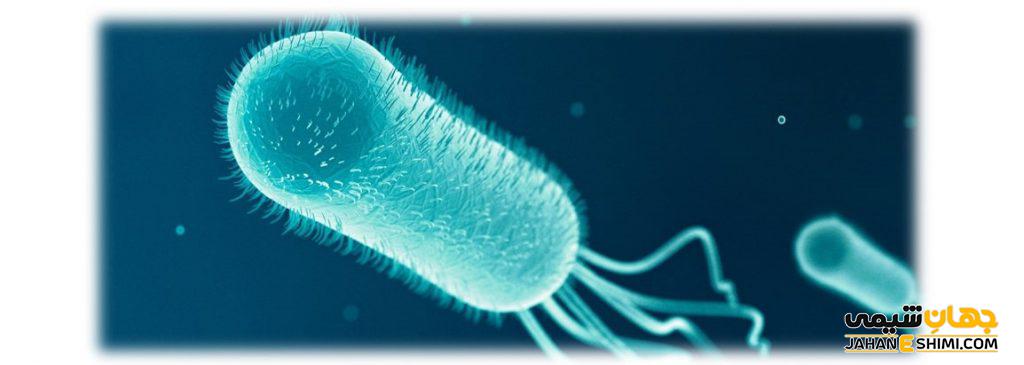 باکتری ای کولای (E. coli) چیست: روش های تشخیص و درمان آن کدام است؟
