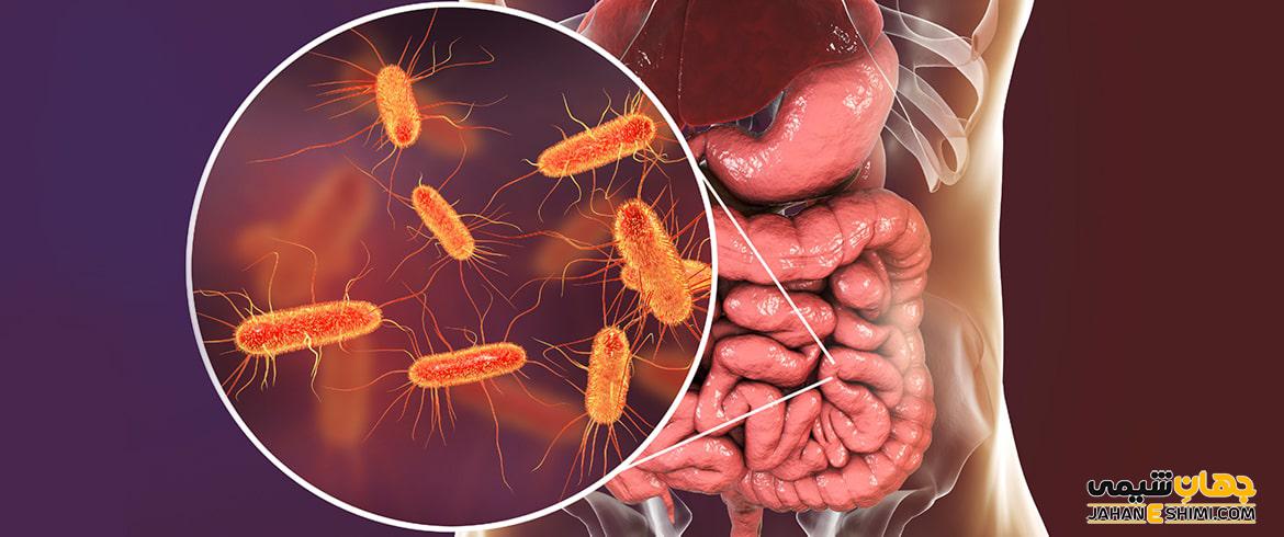 باکتری ای کولای (E. coli) چیست: روش های تشخیص و درمان آن کدام است؟