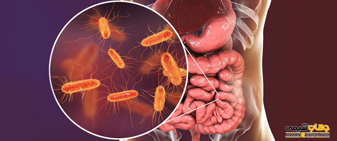 باکتری ای کولای (E. coli) چیست: روش های تشخیص و درمان آن کدام است؟