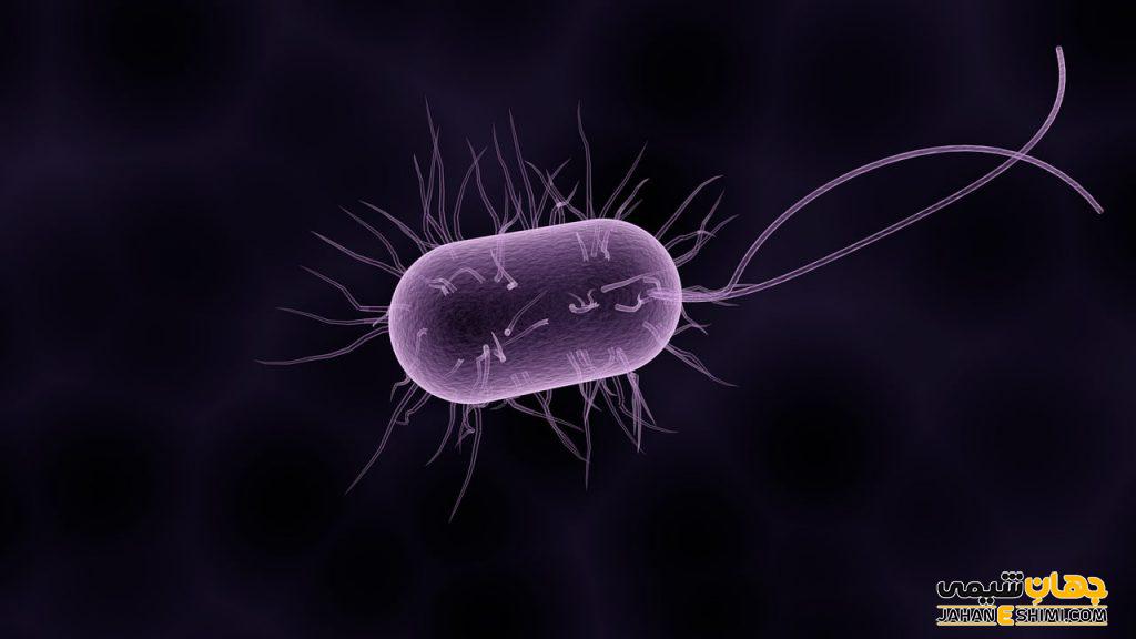 باکتری ای کولای (E. coli) چیست: روش های تشخیص و درمان آن کدام است؟