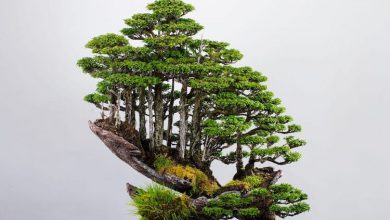 راهنمای کامل پرورش بونسای و هرس آن | هنر بونسای