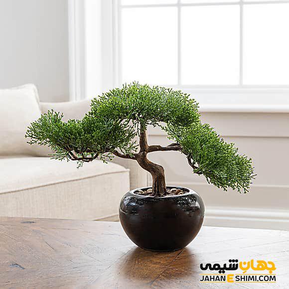 راهنمای کامل نگهداری بونسای (آبیاری – کوددهی – تعویض گلدان)