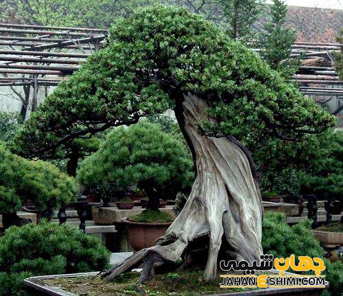 راهنمای کامل نگهداری بونسای (آبیاری – کوددهی – تعویض گلدان)
