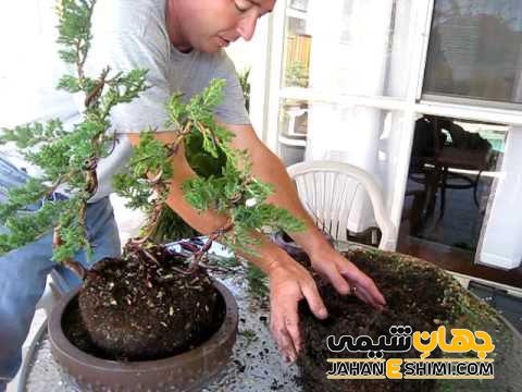 راهنمای کامل نگهداری بونسای (آبیاری – کوددهی – تعویض گلدان)