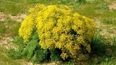 جاشیر Prangos ferulacea گیاهی با خواص دارویی بی نظیر