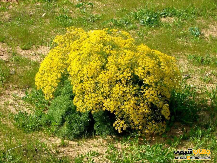 جاشیر Prangos ferulacea گیاهی با خواص دارویی بی نظیر