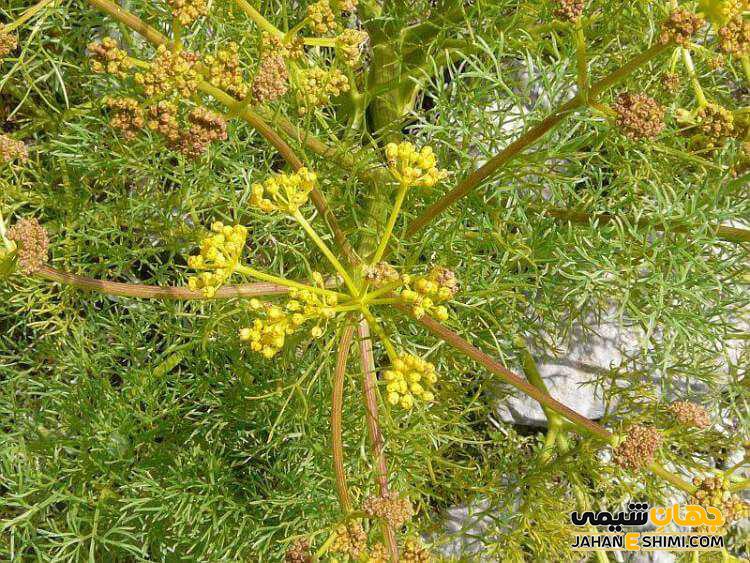 خواص درمانی گیاه جاشیر کدام است؟