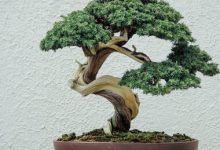 راهنمای کامل نگهداری بونسای (آبیاری – کوددهی – تعویض گلدان)