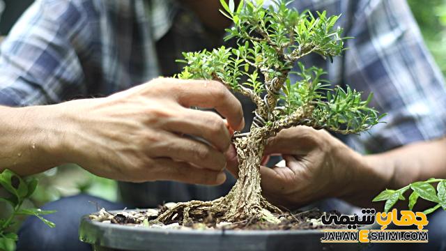 راهنمای کامل پرورش بونسای و هرس آن | هنر بونسای