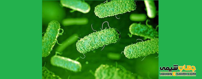 باکتری ای کولای (E. coli) چیست: روش های تشخیص و درمان آن کدام است؟