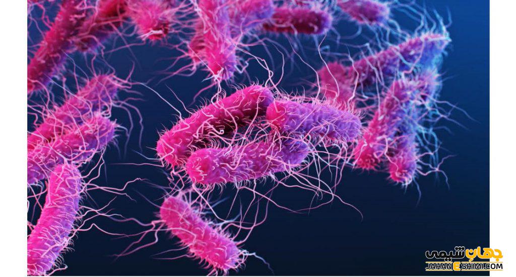 باکتری ای کولای (E. coli) چیست: روش های تشخیص و درمان آن کدام است؟