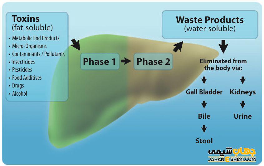 متابولیسم کبدی چیست؟ مراحل متابولیسم دارو در کبد