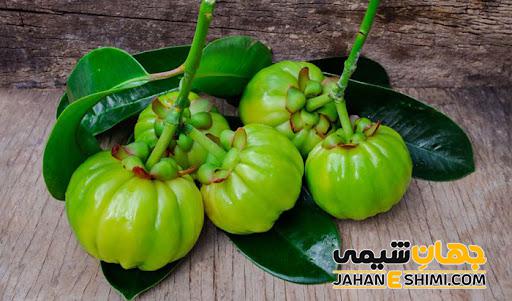 مشخصات ظاهری گارسینیا کامبوجیا چگونه است؟