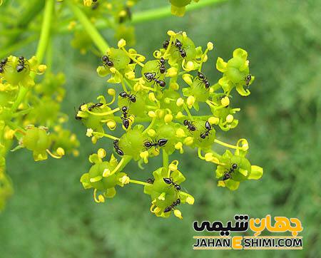 مشخصات ظاهری گیاه جاشیر چگونه است؟
