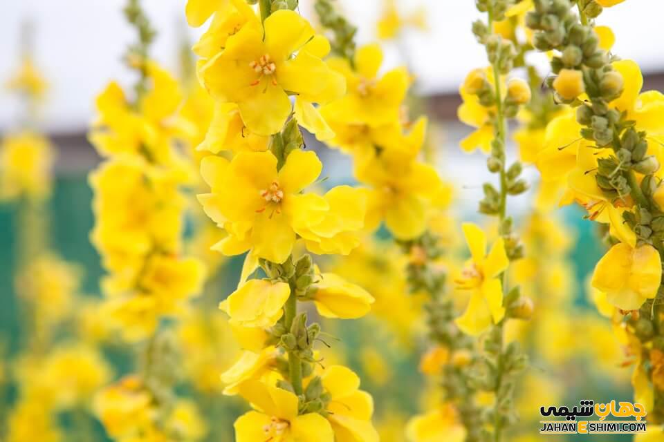 مصرف گل ماهور چه عوارض جانبی دارد؟