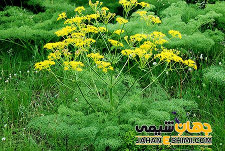 مصرف گیاه جاشیر چه عوارض جانبی دارد؟