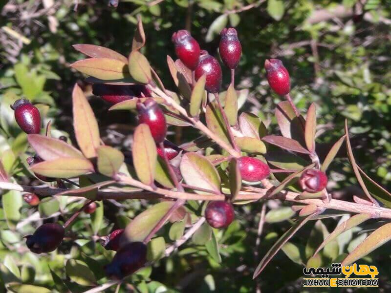 مصرف گیاه مورد چه عوارضی دارد؟
