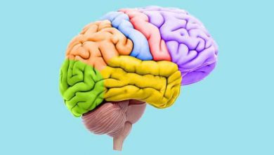 مولاژ مغز انسان چیست و قیمت خرید آن چقدر است؟