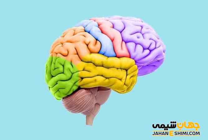 مولاژ مغز انسان چیست و قیمت خرید آن چقدر است؟