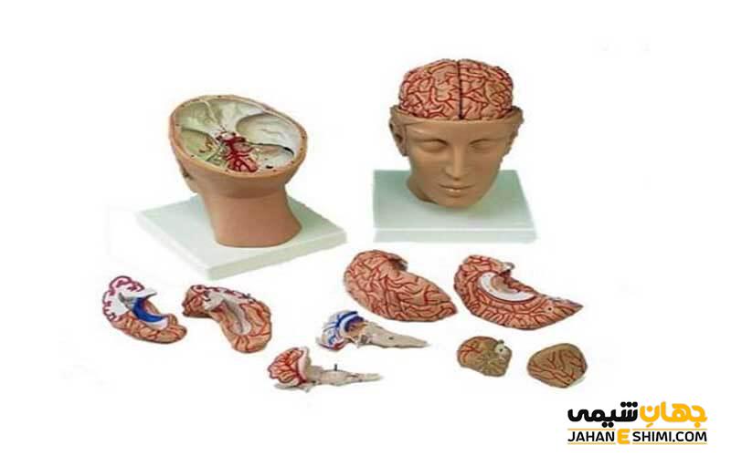 مولاژ مغز انسان چیست و قیمت خرید آن چقدر است؟